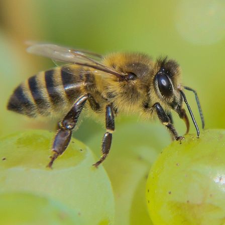 Bild enthält, Animal, Bee, Honey Bee, Insect, Invertebrate, Apidae, Bumblebee, Wasp
