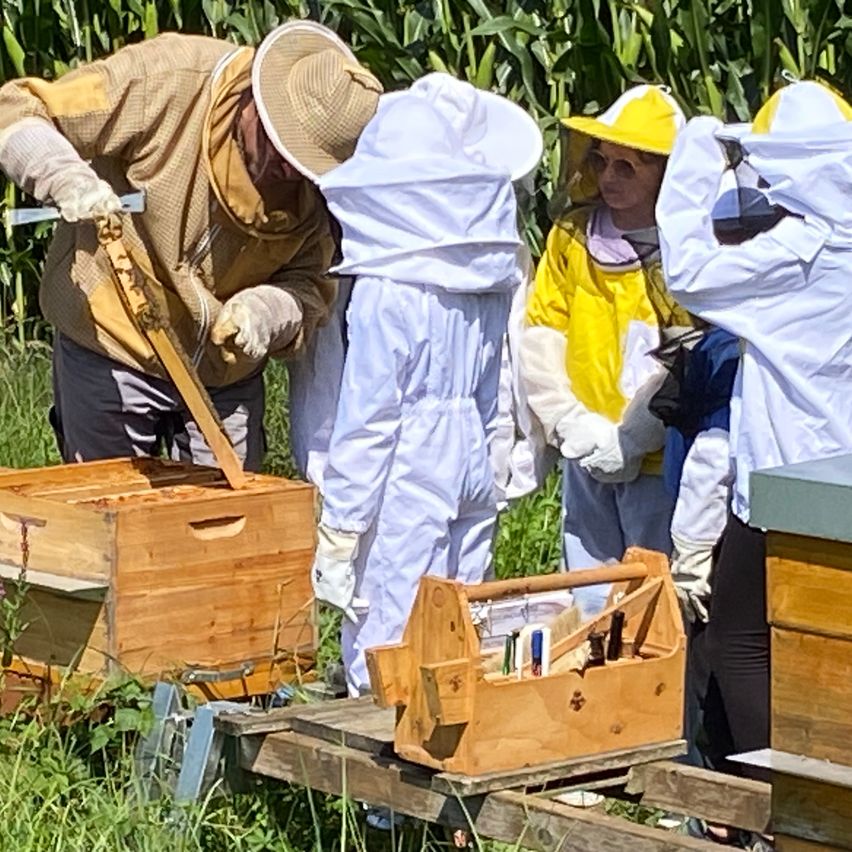Ein Imker in einem gelben Anzug arbeitet an einem Bienenstock, während andere in Schutzkleidung zusehen. Ein hölzerner Werkzeugkasten ist in der Nähe.