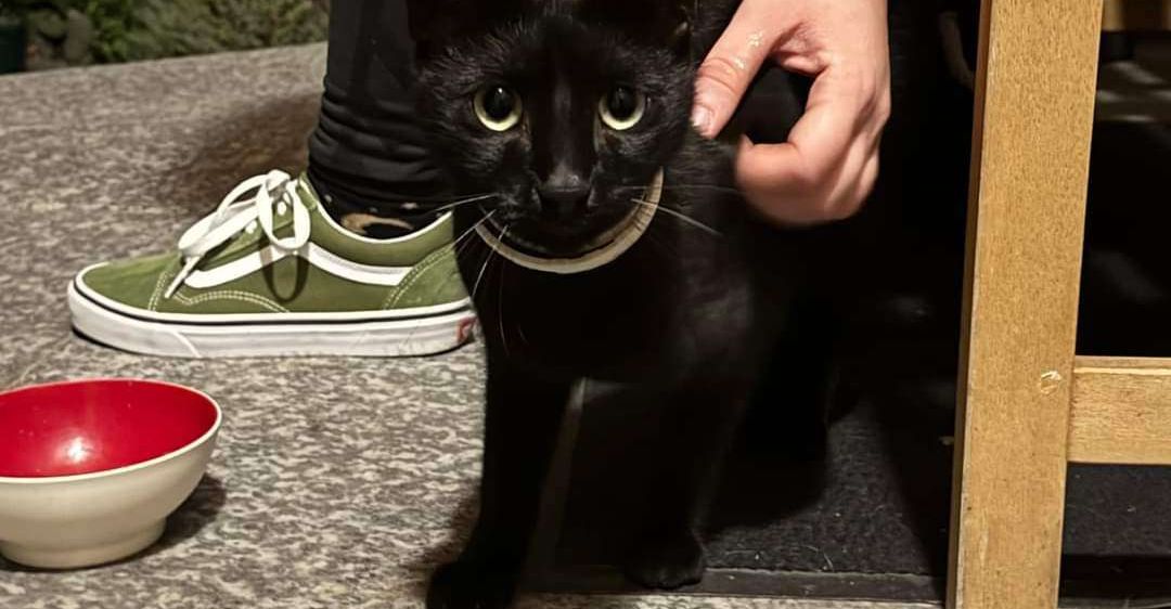 Bild enthält, Animal, Cat, Mammal, Pet, Kitten