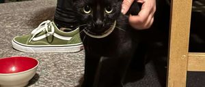 Bild enthält, Animal, Cat, Mammal, Pet, Kitten