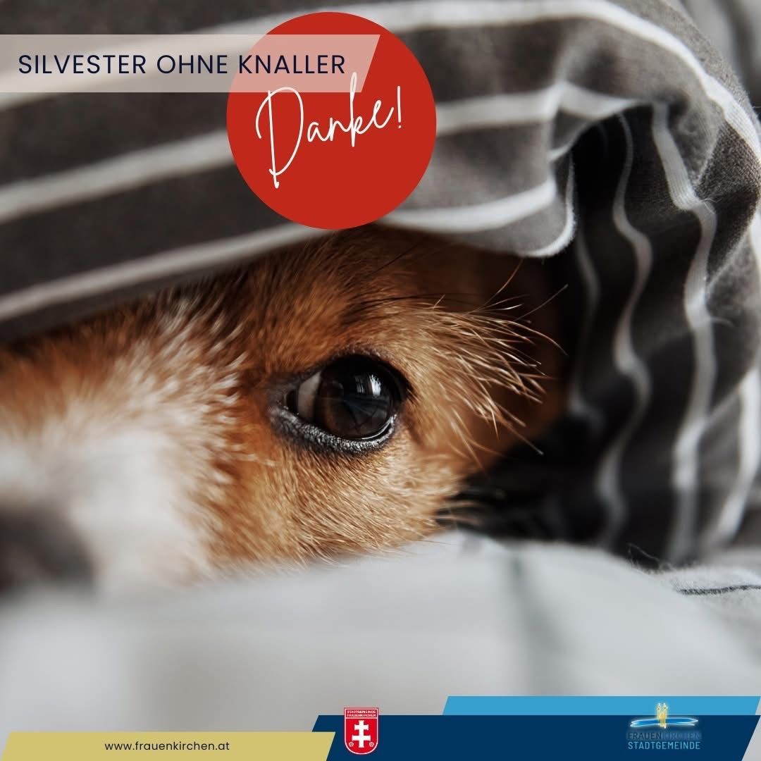 Ein Hund schaut von unter einer Decke hervor und bedeckt teilweise sein Gesicht. Ein roter Kreis mit weißem Text lautet 'SILVESTER OHNE KNALER Dark!'. Das Bild hat einen Wasserzeichen mit einer Website-URL.