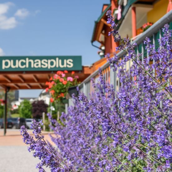 Bild enthält, Purple, Flower, Outdoors, Shelter, Garden, Nature, Vegetation, Lavender, Herbal, Lupin