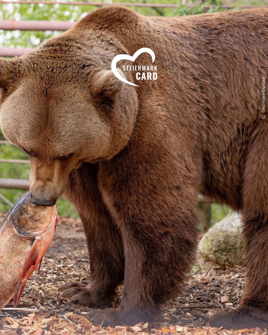 Ein brauner Bär frisst einen Fisch in der Nähe eines Zauns im Zoo. Der Bär hat ein weißes Logo auf seiner Seite.