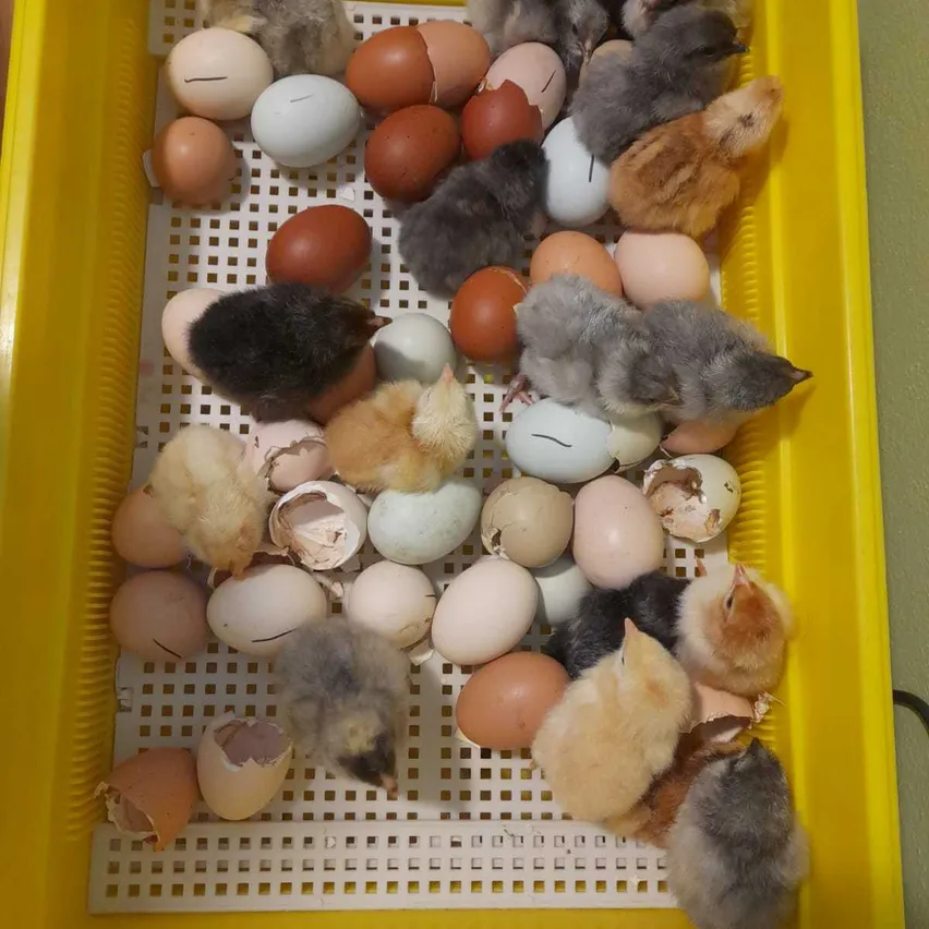 Egg, Food, Animal, Rat, Cat, Pet, Dog, Bird