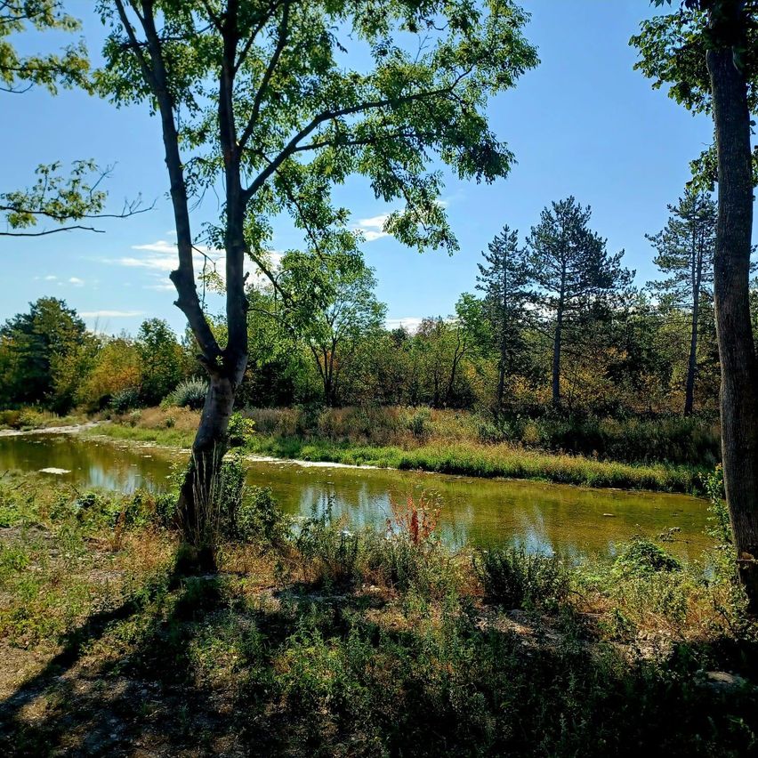 Eine friedliche Landschaft mit einem kleinen Fluss, der durch einen üppigen Wald fließt, umgeben von hohen Bäumen und Grün unter einem klaren blauen Himmel.