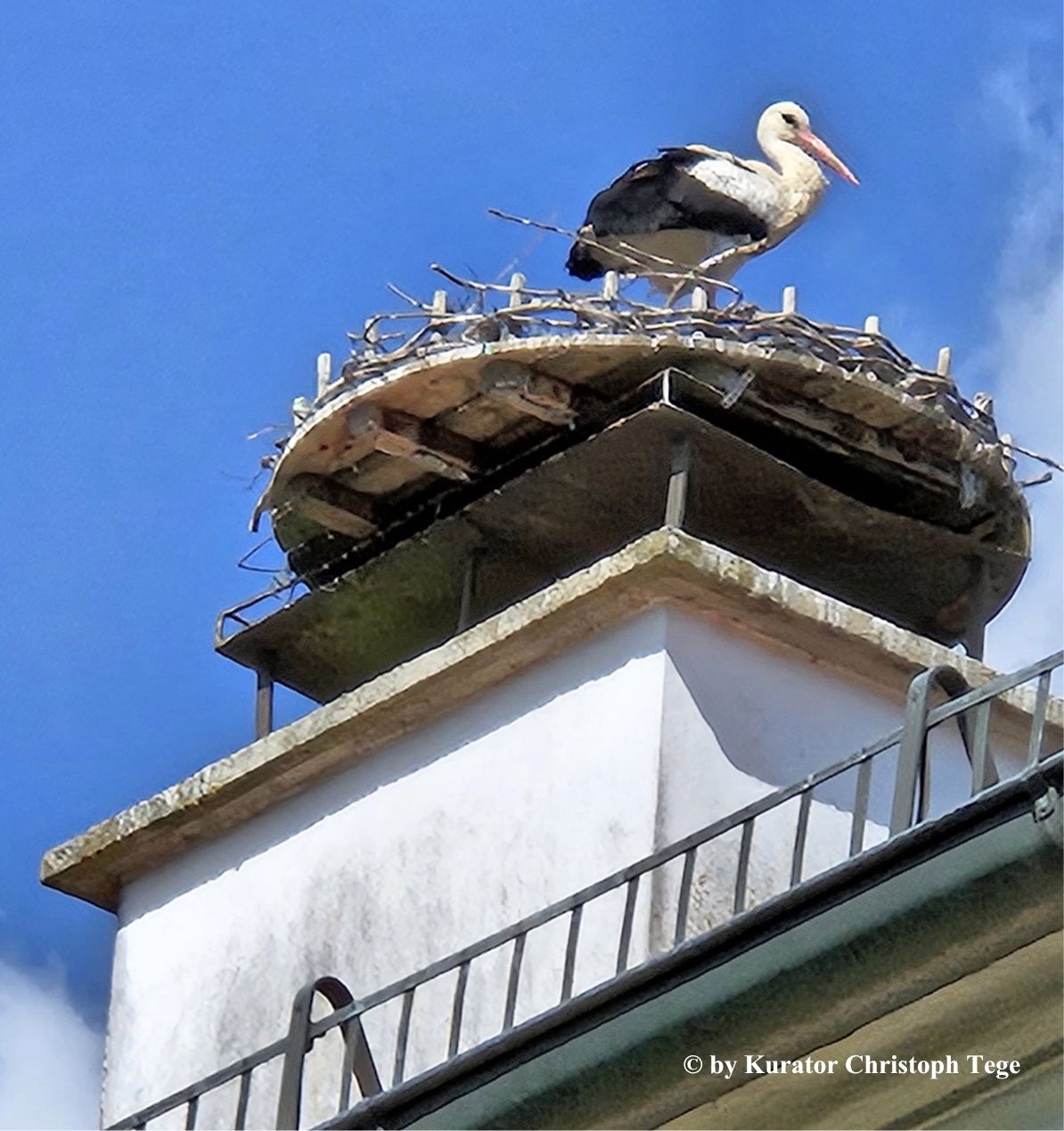 Ein Storch steht auf einem Nest, das auf dem Dach eines Gebäudes errichtet wurde, unter einem blauen Himmel.