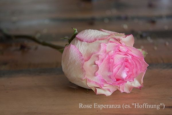 Ein Nahaufnahme einer rosafarbenen Rose namens Esperanza, was auf Spanisch 'Hoffnung' bedeutet, liegt auf einer Holzoberfläche. Die Blütenblätter sind leicht gewellt und zeigen die zarte Struktur der Rose.