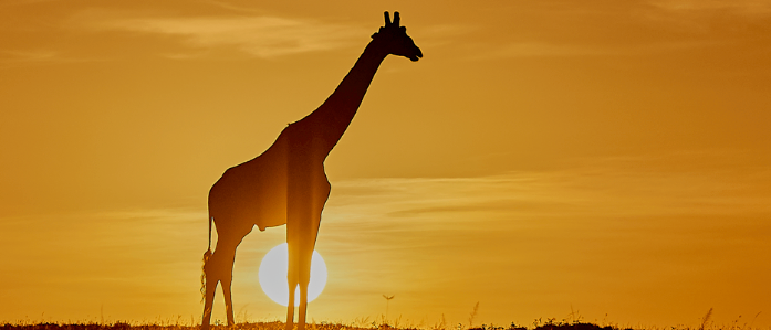 Bild enthält, Grassland, Nature, Outdoors, Sky, Savanna, Animal, Giraffe, Mammal, Wildlife, Sunlight