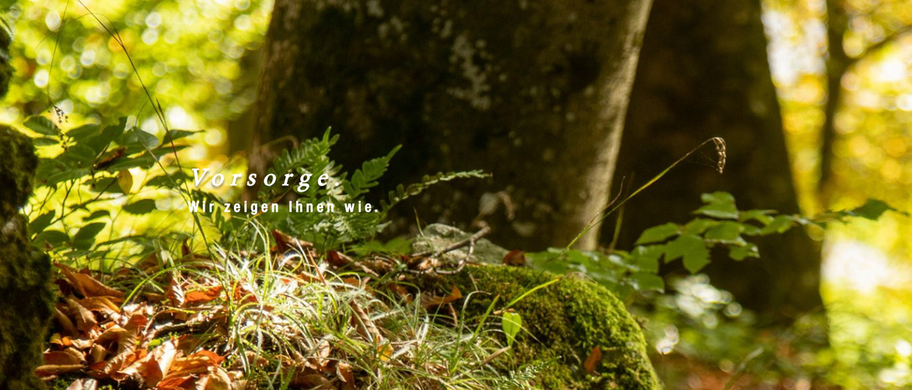 Bild enthält, Plant, Tree, Tree Trunk, Moss, Vegetation, Land, Outdoors, Woodland, Leaf, Rainforest