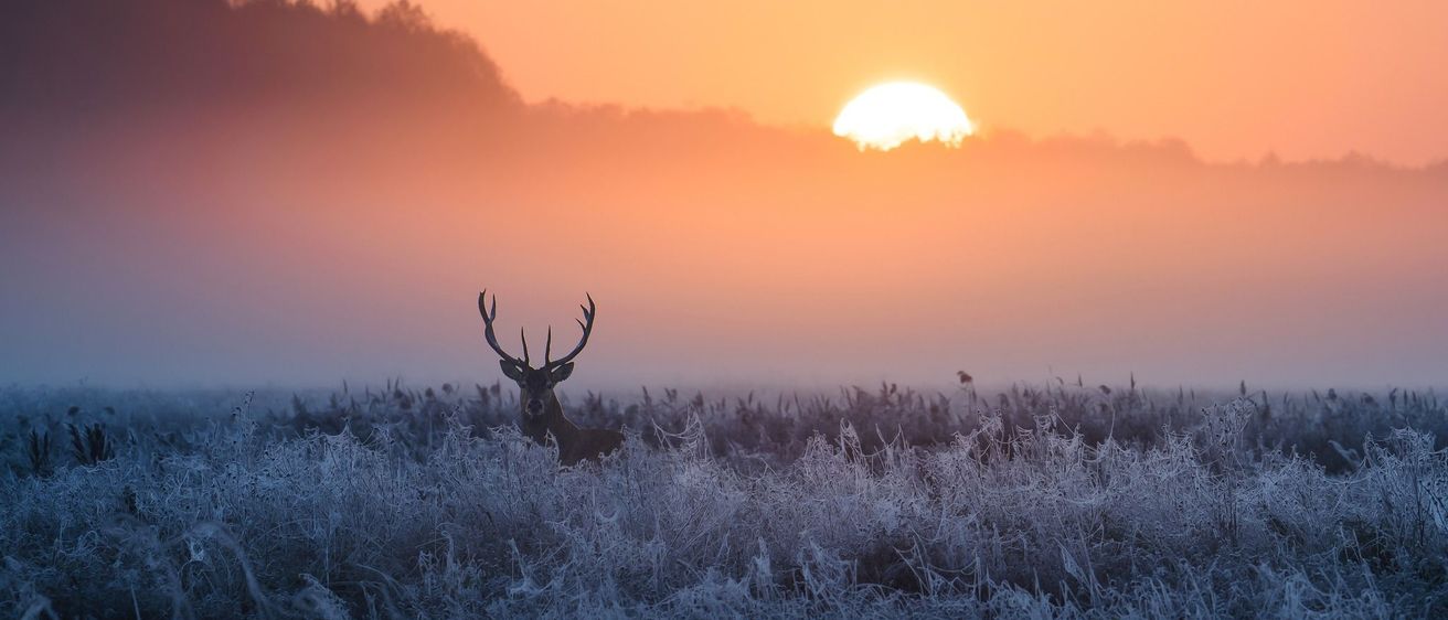 Bild enthält, Nature, Outdoors, Sky, Sunrise, Weather, Scenery, Deer, Landscape, Antelope, Elk