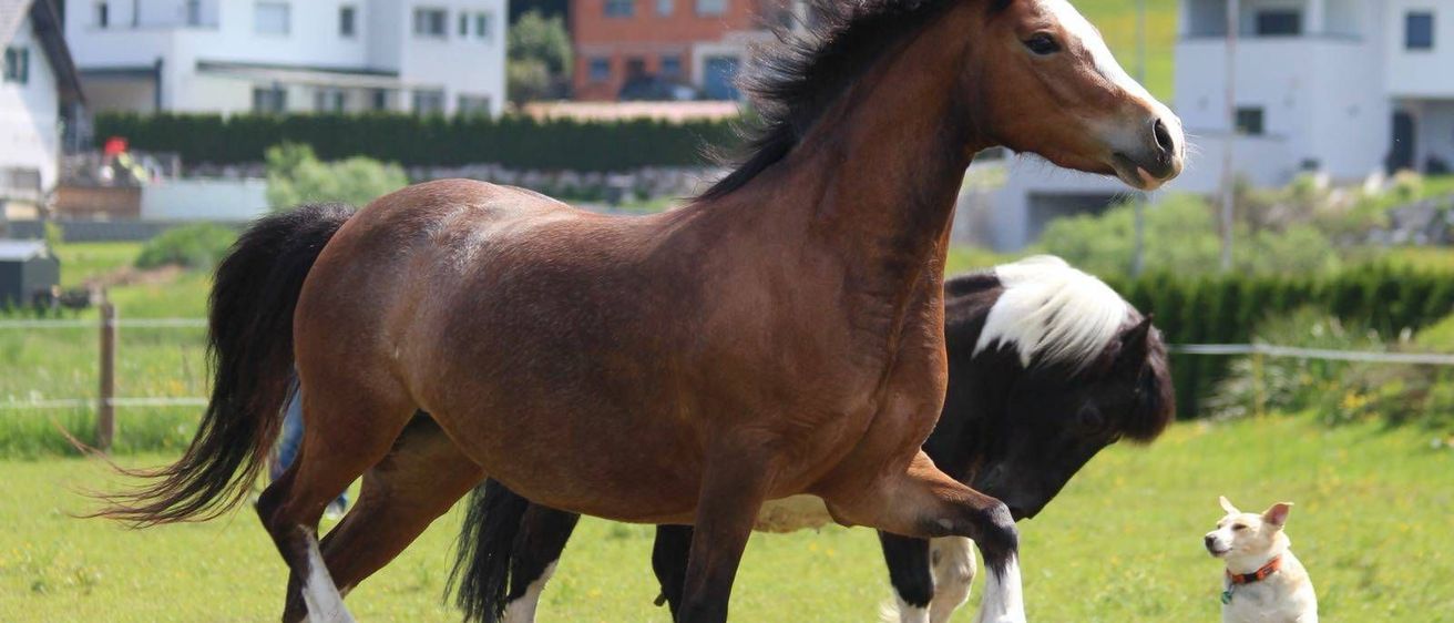 v1_migrated_image_42665338