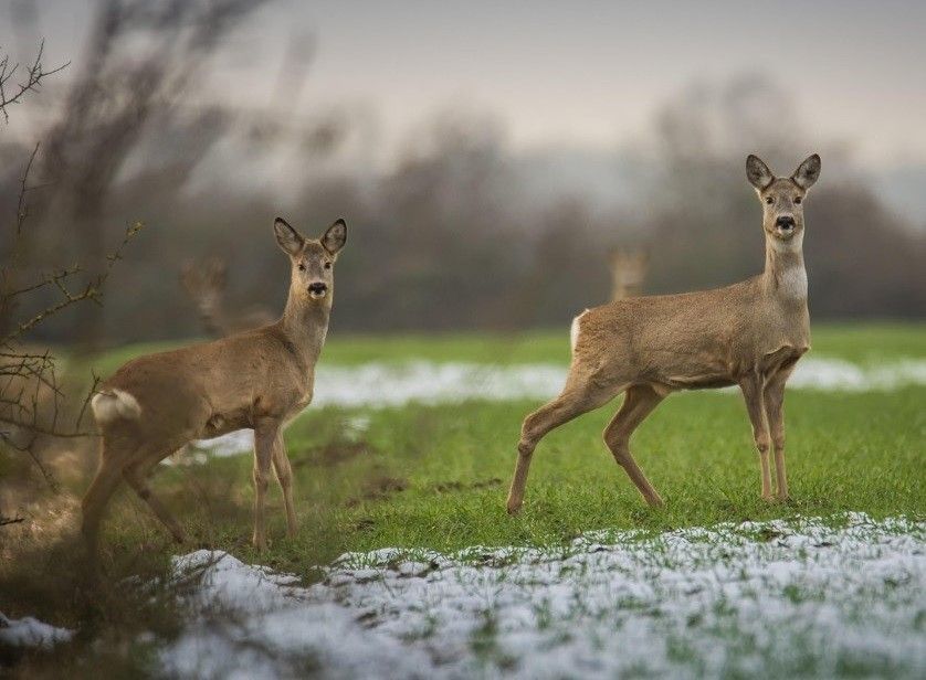 Zwei Rehe stehen auf einer Wiese mit Schneeflecken, umgeben von kahlen Bäumen unter einem grauen Himmel. Ein Reh schaut direkt in die Kamera.