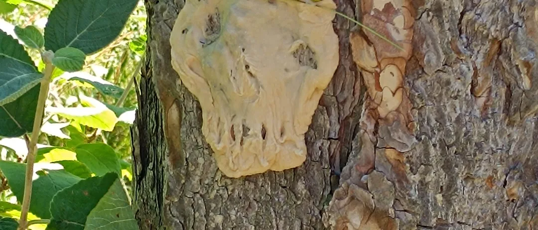 Ein geschnitzter Tierschädel mit grünen Beeren darauf ist an einem Baumstamm befestigt.