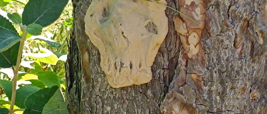 Ein geschnitzter Tierschädel mit grünen Beeren darauf ist an einem Baumstamm befestigt.