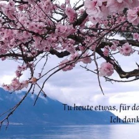 Bild enthält, Flower, Plant, Nature, Outdoors, Scenery, Cherry Blossom