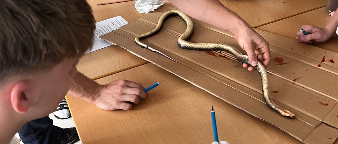 Mehrere Personen sind drinnen. Eine Person in Handschuhen hält eine Schlange auf einer Pappe. Eine andere Person hält einen Stift. Sie zeichnen wahrscheinlich auf die Schlange.