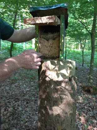 Eine Person hält einen Baumstamm im Wald, an dem ein hölzerner Kasten befestigt ist, der eine nestähnliche Struktur enthält.