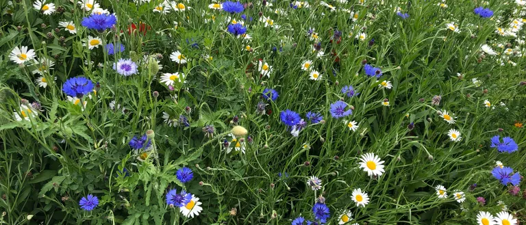 Ein farbenfrohes Feld mit Wildblumen, blauen Kornblumen, weißen Gänseblümchen und gelben Zentren blüht in der Sonne. Grüne Blätter und Stängel bilden einen üppigen Hintergrund.