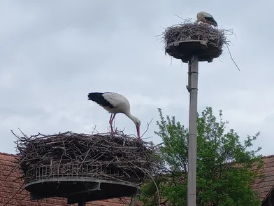 Zwei Störche sitzen auf ihren Nestern auf einem Mast, einer steht und der andere sitzt. Die Nester sind aus Zweigen gefertigt, und die Umgebung umfasst einen Metallzaun und ein Gebäude.