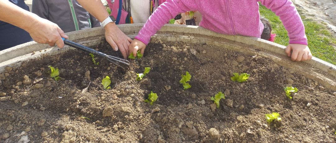 Ein Kind in rosa Kleidung pflanzt Salatsetzlinge in den Boden, angeleitet von einem Erwachsenen mit einem Werkzeug. Hinter ihnen beobachtet ein weiteres Kind in weißer Kleidung.