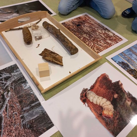 Bild enthält, Wood, Art, Boy, Child, Male, Person