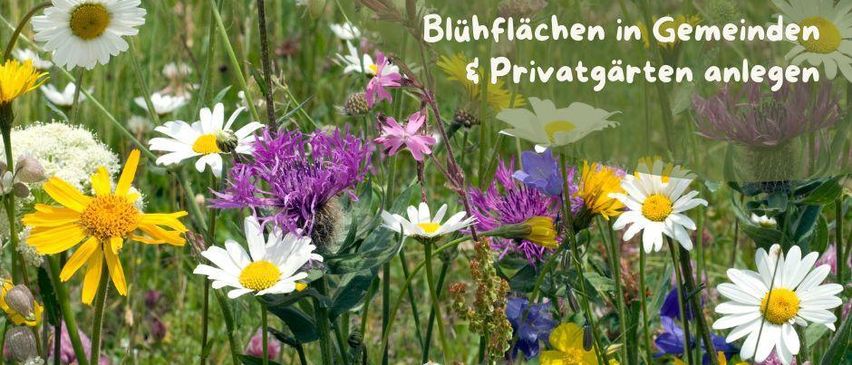 Bild enthält, Daisy, Flower, Plant, Purple, Herbal, Grassland, Nature, Outdoors, Spring, Vegetation