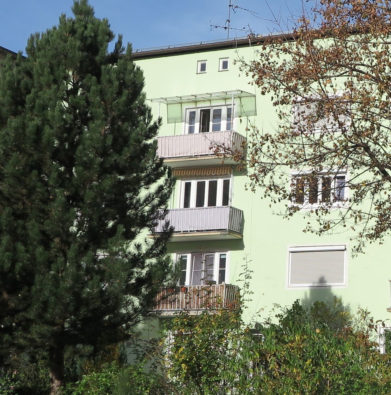 A green building with several balconies and windows is next to a tall tree. The tree has green leaves and a brown branch.