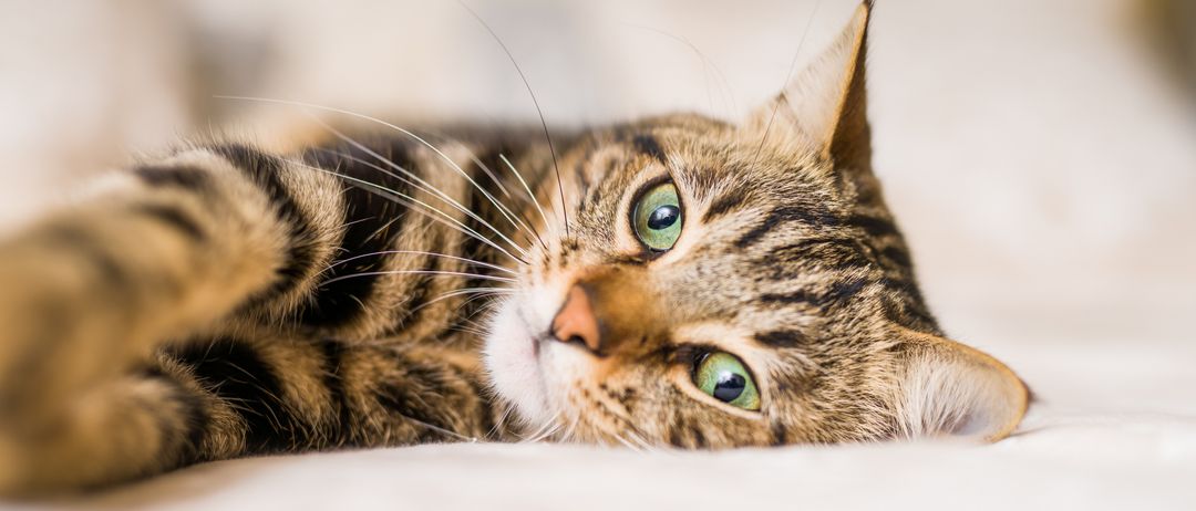 Ein Nahaufnahme einer getigerten Katze mit grünen Augen, die auf einer weißen Oberfläche liegt und neugierig nach oben schaut.