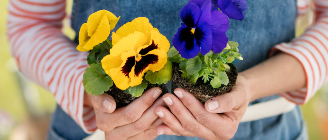 Bild enthält, Garden, Nature, Outdoors, Gardening, Flower, Plant, Person, Clothing, Jeans, Pants