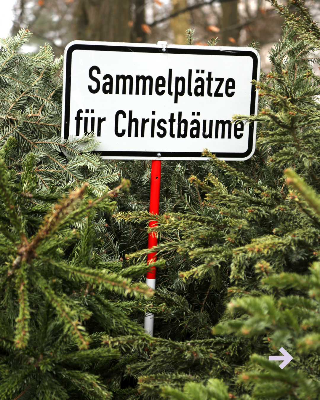 Ein weißes Schild mit schwarzen Buchstaben steht für Sammelplätze für Christbäume. Es ist an einem rot-weißen Pfahl befestigt und von immergrünen Bäumen umgeben.