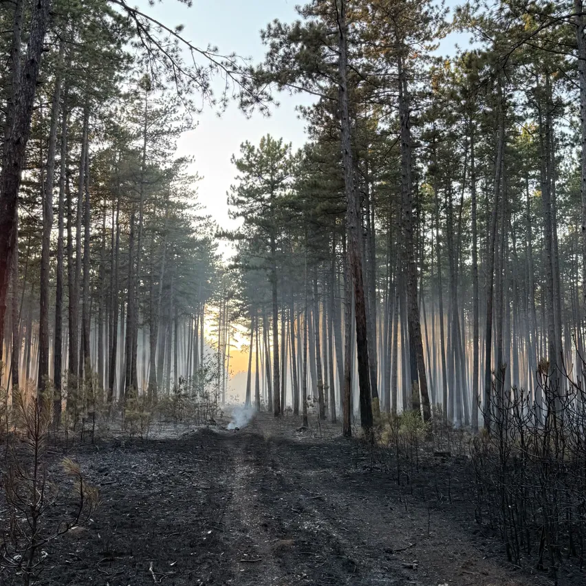 Ein Wald mit hohen Bäumen und einem unbefestigten Weg, mit durchfilterndem Sonnenlicht und einem kleinen Feuer in der Ferne.