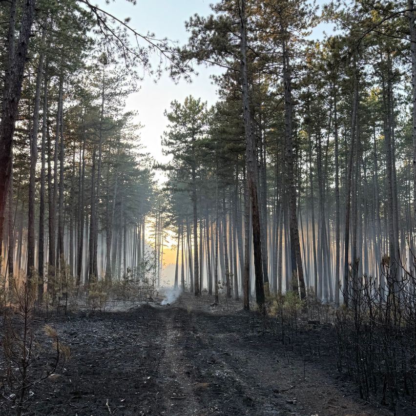 A forest with tall trees and a dirt path, with sunlight filtering through and a small fire in the distance.