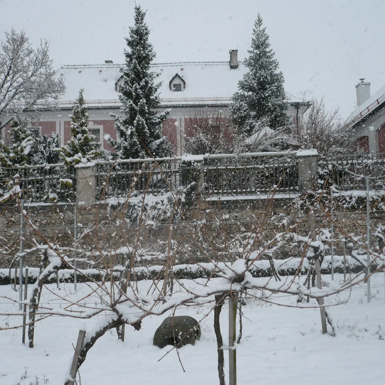 Plant, Tree, Fir, Nature, Outdoors, Architecture, Building, Conifer, Winter, Snow