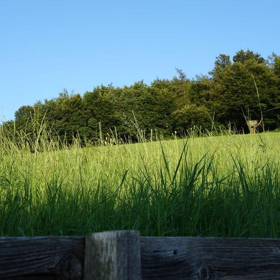 Bild enthält, Grass, Field, Grassland, Nature, Green, Vegetation, Meadow, Pasture, Land, Tree