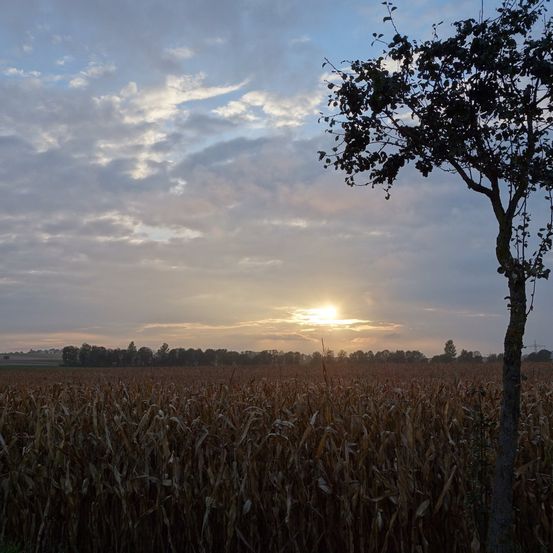 Bild enthält, Nature, Outdoors, Sky, Scenery, Field, Grassland, Landscape, Tree, Sunlight, Vegetation