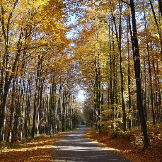 Bild enthält, Autumn, Nature, Outdoors, Scenery, Plant, Tree, Path, Vegetation