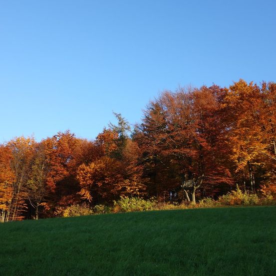 Bild enthält, Grass, Tree, Park, Vegetation, Grove, Land, Woodland, Lawn, Grassland, Landscape