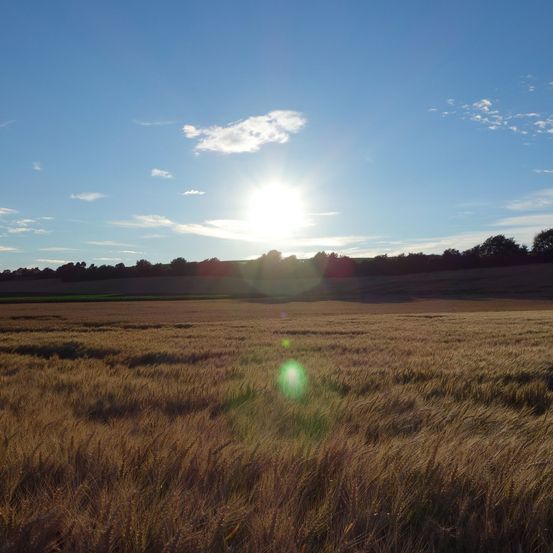 Bild enthält, Nature, Outdoors, Sky, Grass, Field, Grassland, Sun, Landscape, Sunlight, Scenery