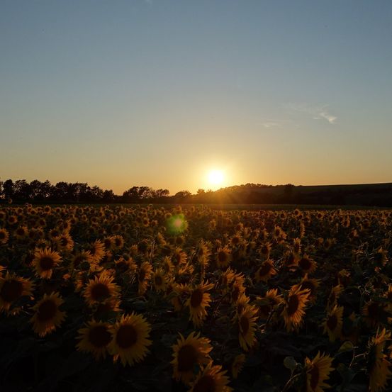 Bild enthält, Nature, Sky, Sun, Landscape, Petal, Daisy, Summer, Scenery, Sunrise, Vegetation