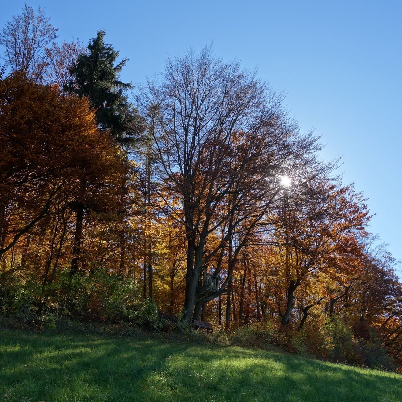 Bild enthält, Grass, Grove, Land, Tree, Vegetation, Woodland, Landscape, Park, Grassland, Scenery