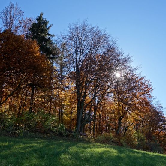 Bild enthält, Grass, Grove, Land, Tree, Vegetation, Woodland, Landscape, Park, Grassland, Scenery
