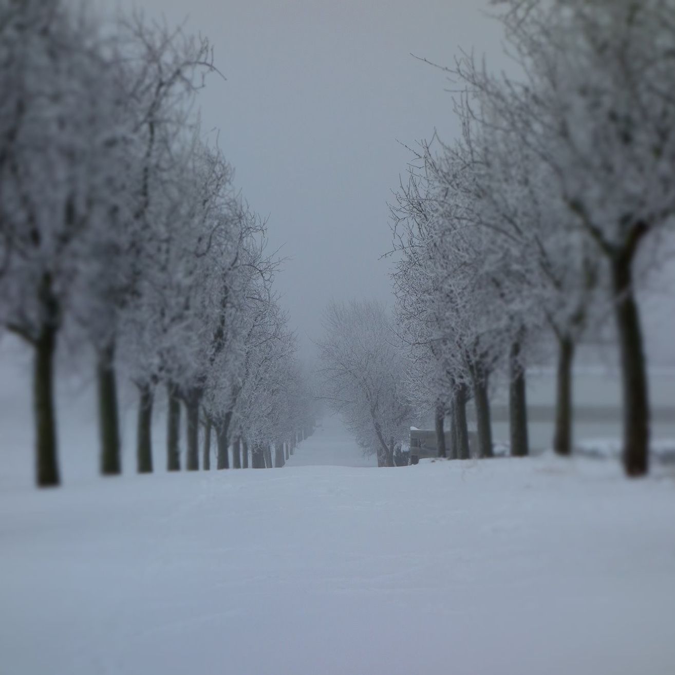Bild enthält, Nature, Outdoors, Weather, Tree, Ice, Winter, Snow, Vegetation, Scenery, Landscape