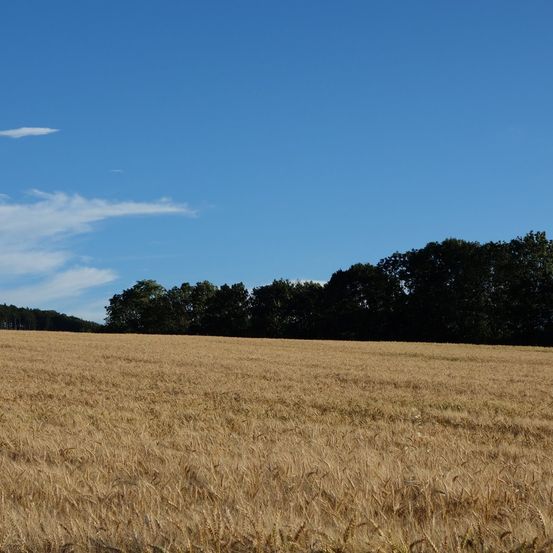 Bild enthält, Field, Grassland, Nature, Outdoors, Sky, Scenery, Grass, Land, Vegetation, Grain