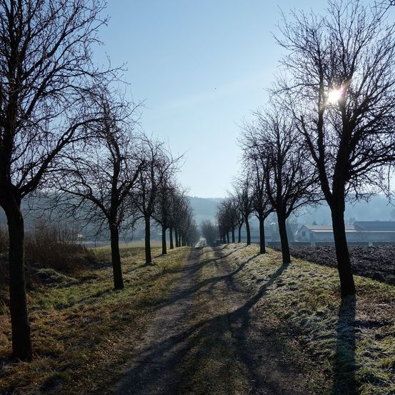 Bild enthält, Flare, Tree, Nature, Outdoors, Sky, Sunlight, Scenery, Road, Path, Landscape