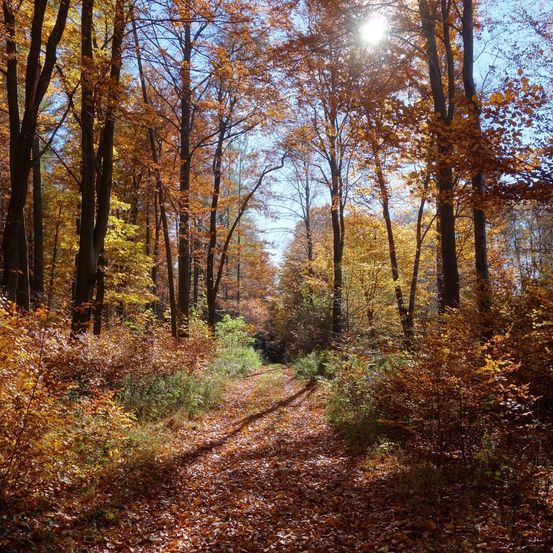 Bild enthält, Vegetation, Path, Nature, Outdoors, Trail, Land, Tree, Woodland, Autumn, Scenery
