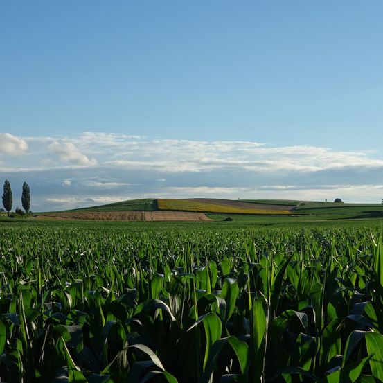Bild enthält, Field, Green, Grass, Grassland, Nature, Agriculture, Landscape, Sky, Scenery, Vegetation