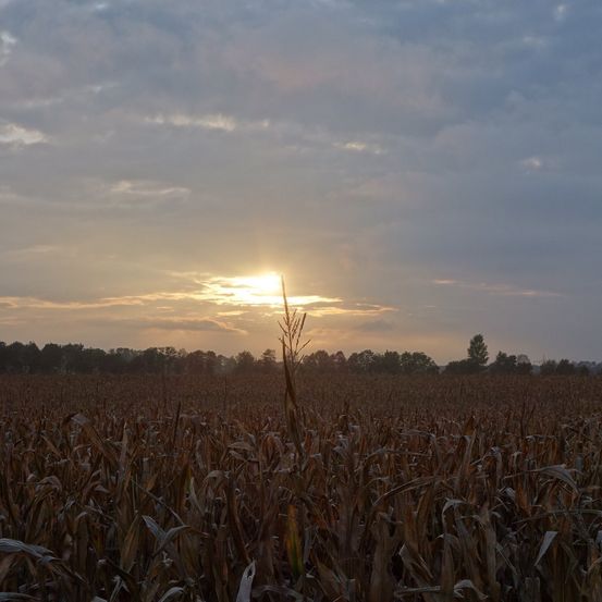 Bild enthält, Nature, Outdoors, Sky, Field, Sunlight, Grassland, Flare, Grass, Scenery, Vegetation