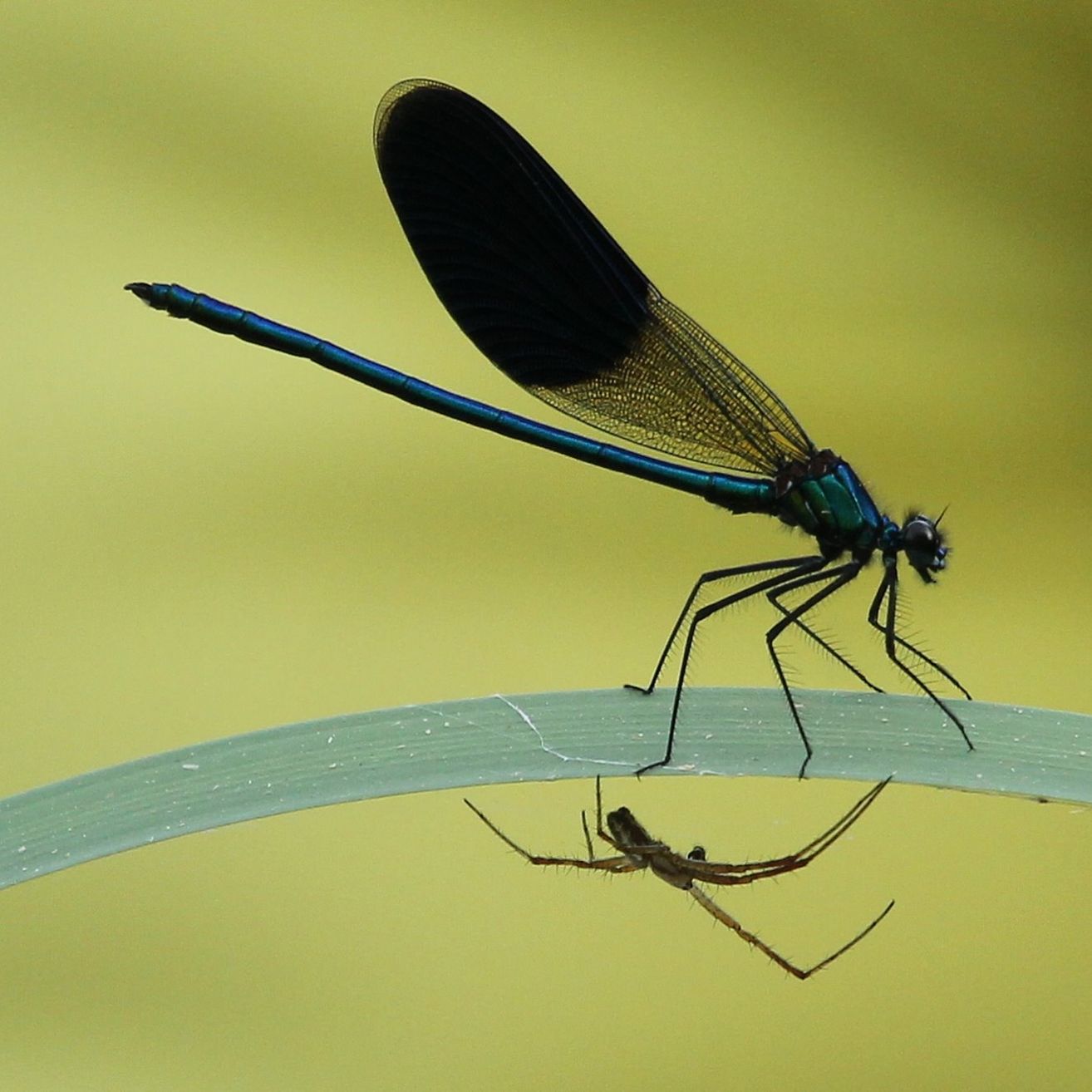 Bild enthält, Animal, Insect, Invertebrate, Dragonfly, Spider