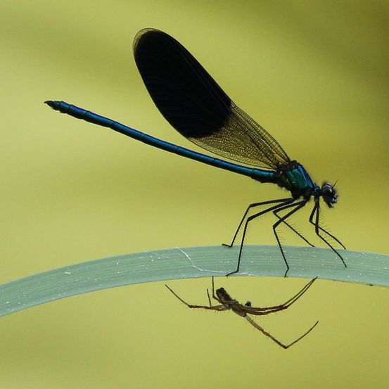 Bild enthält, Animal, Insect, Invertebrate, Dragonfly, Spider