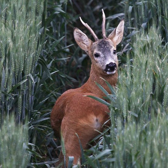 Bild enthält, Animal, Deer, Mammal, Wildlife, Antelope, Elk